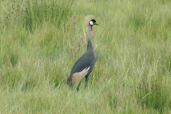 Grey-crowned Crane by Mick Dryden