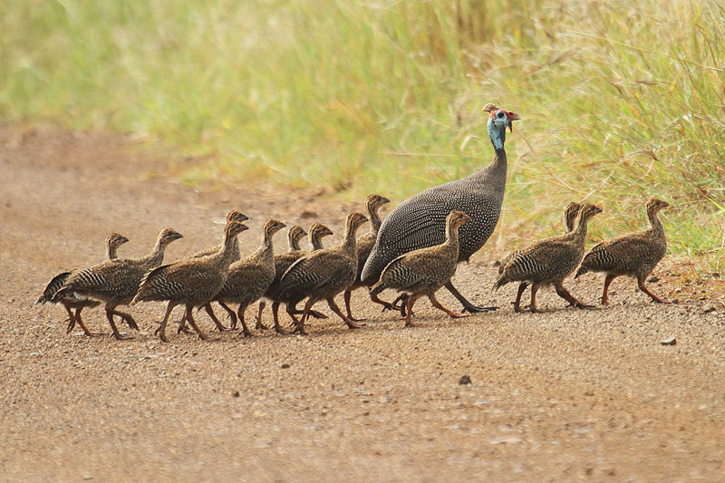 Helmeted Guineafowl by Mick Dryden