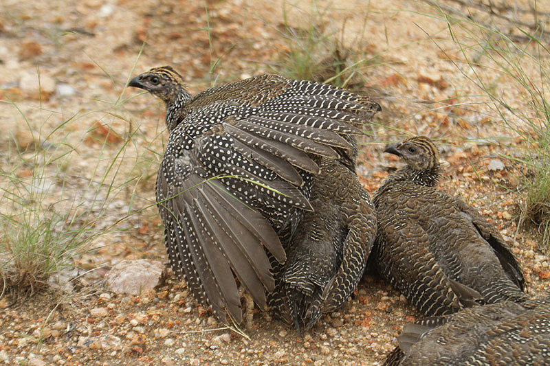 Helmeted Guineafowl by Mick Dryden