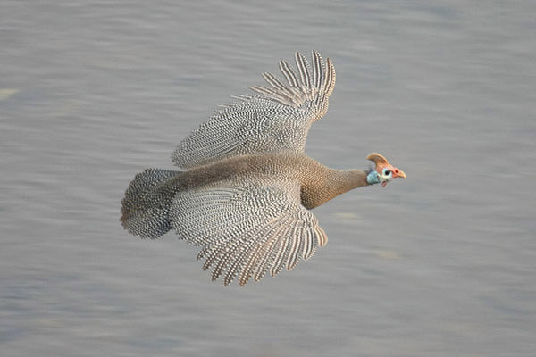 Helmeted Guineafowl by Mick Dryden