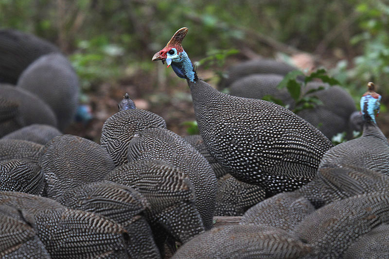 Helmeted Guineafowl by Mick Dryden