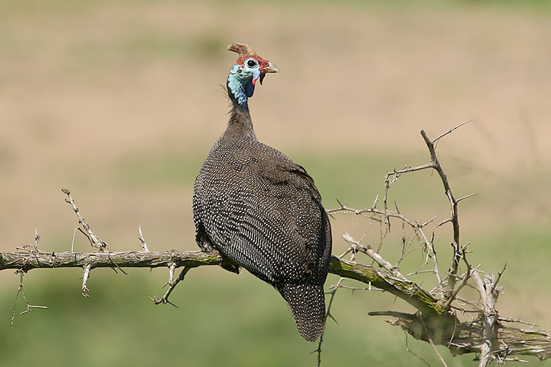 Helmeted Guineafowl by Mick Dryden