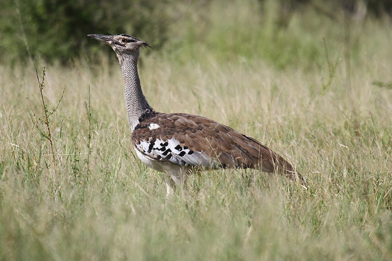 Kori Bustard by Mick Dryden