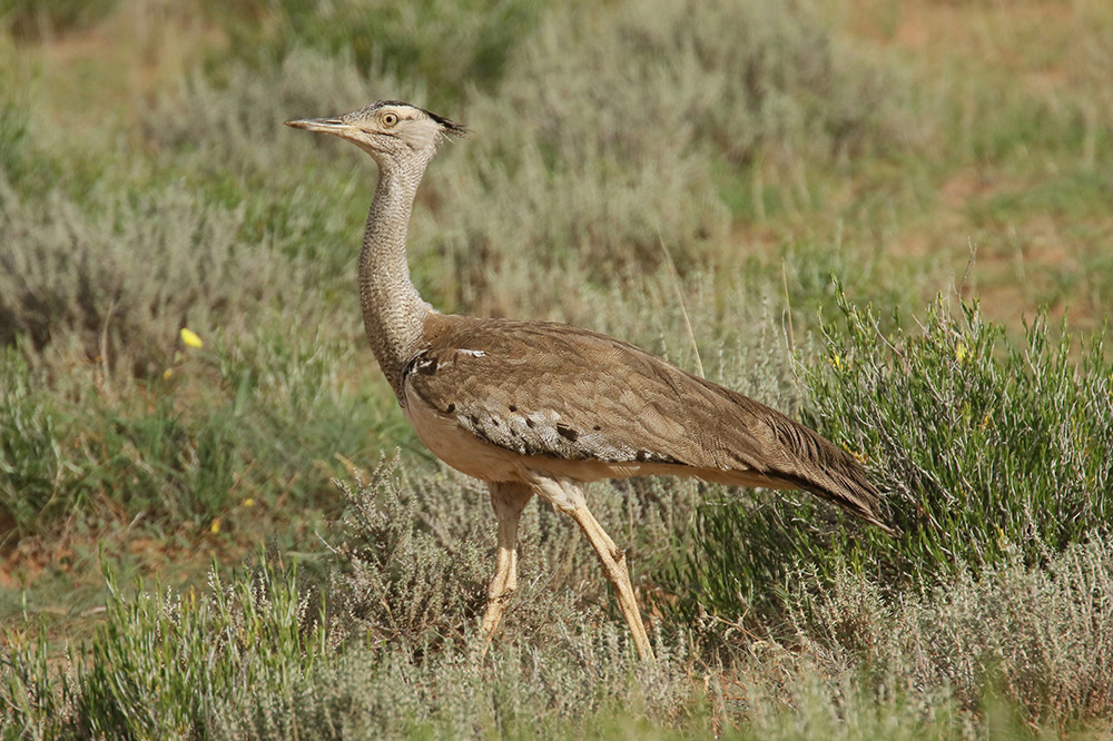 Kori Bustard by Mick Dryden