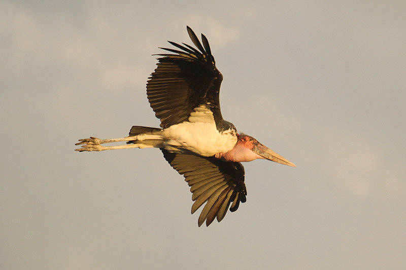 Marabou Stork by Mick Dryden