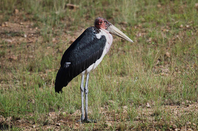 Marabou Stork by Mick Dryden