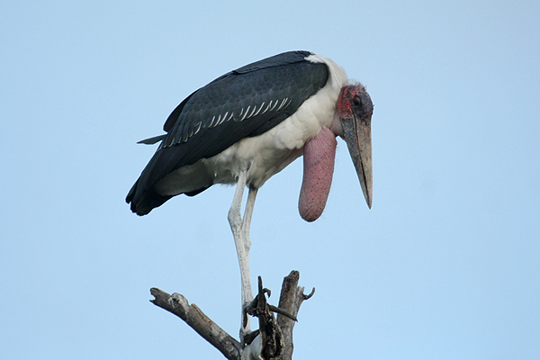 Marabou by Mick Dryden