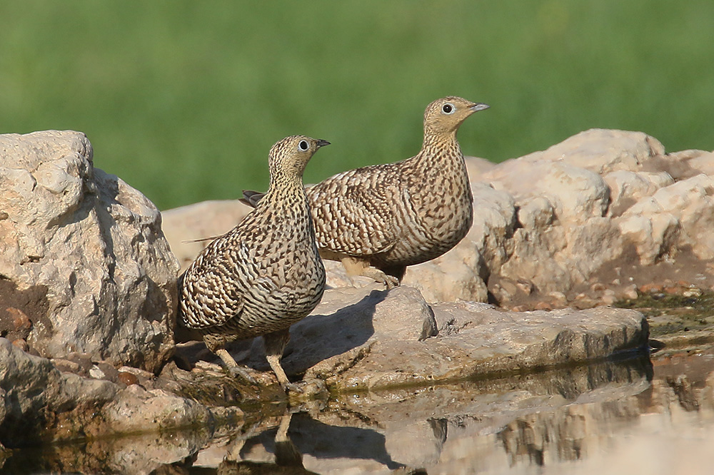 Namaqua Sandgrouse by Mick Dryden