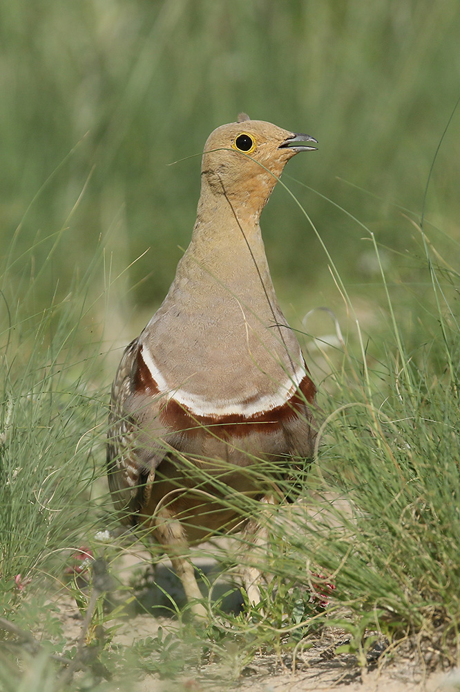 Namaqua Sandgrouse by Mick Dryden