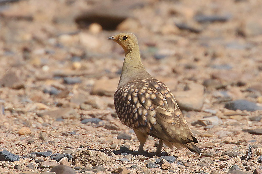 Namaqua Sandgrouse by Mick Dryden