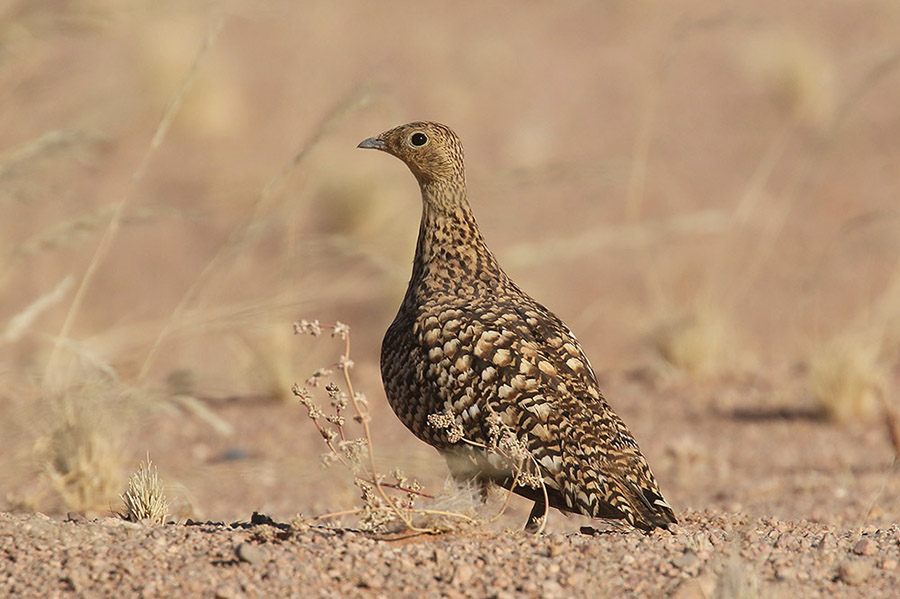 Namaqua Sandgrouse by Mick Dryden