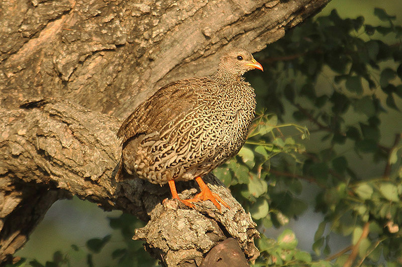 Natal Francolin by Mick Dryden