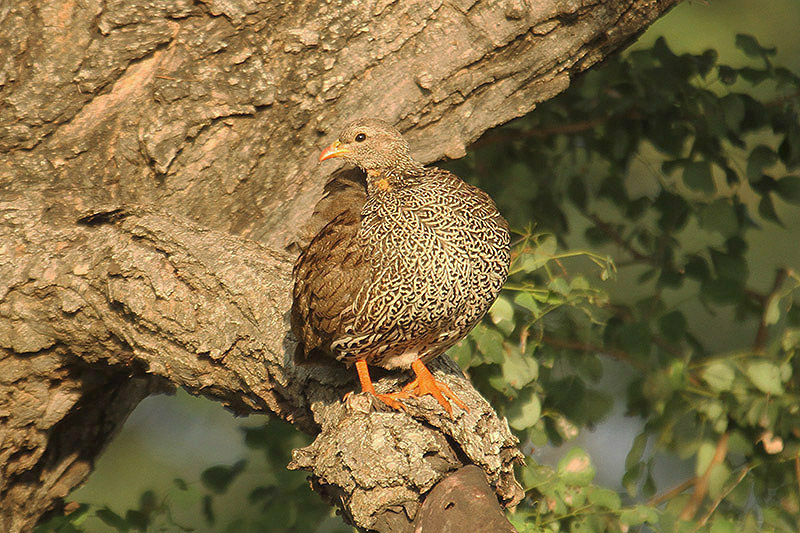 Natal Francolin by Mick Dryden