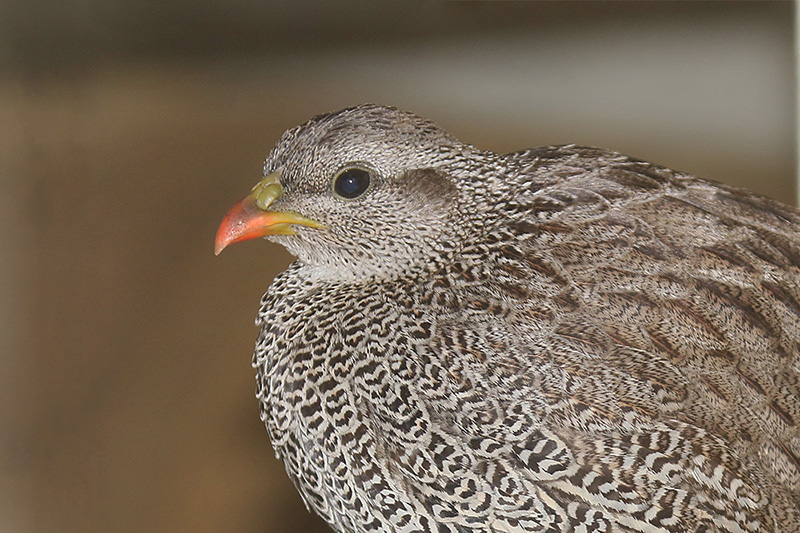 Natal Spurfowl by Mick Dryden