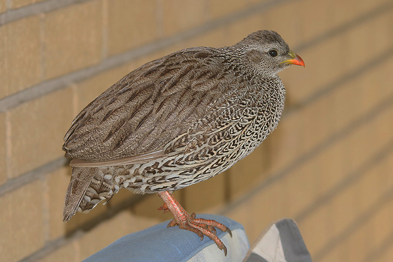 Natal Spurfowl by Mick Dryden