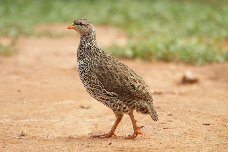 Natal Francolin by Mick Dryden