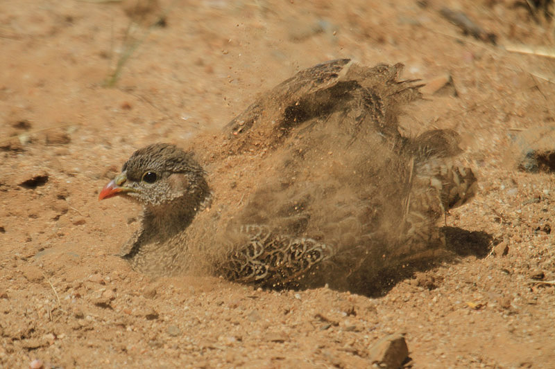 Natal Francolin by Mick Dryden