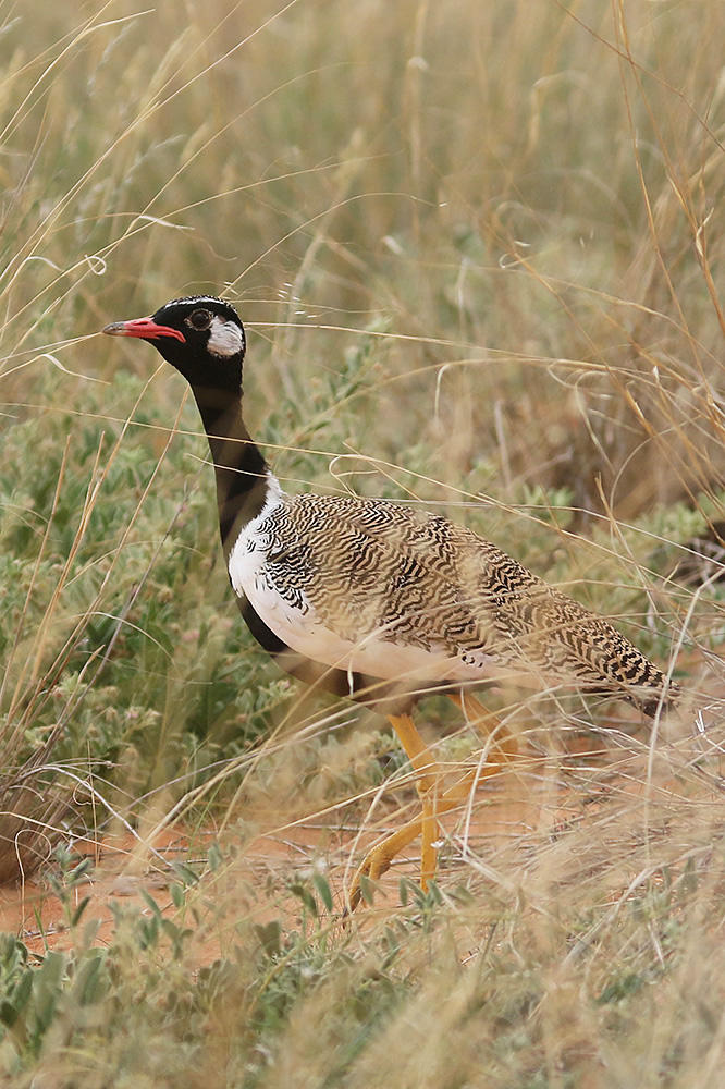 Northern Black Korhaan by Mick Dryden