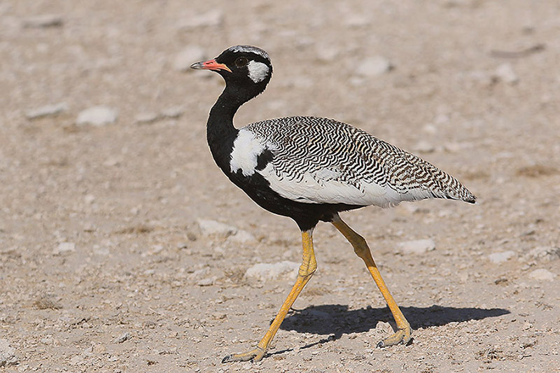 Northern Black Korhaan by Mick Dryden