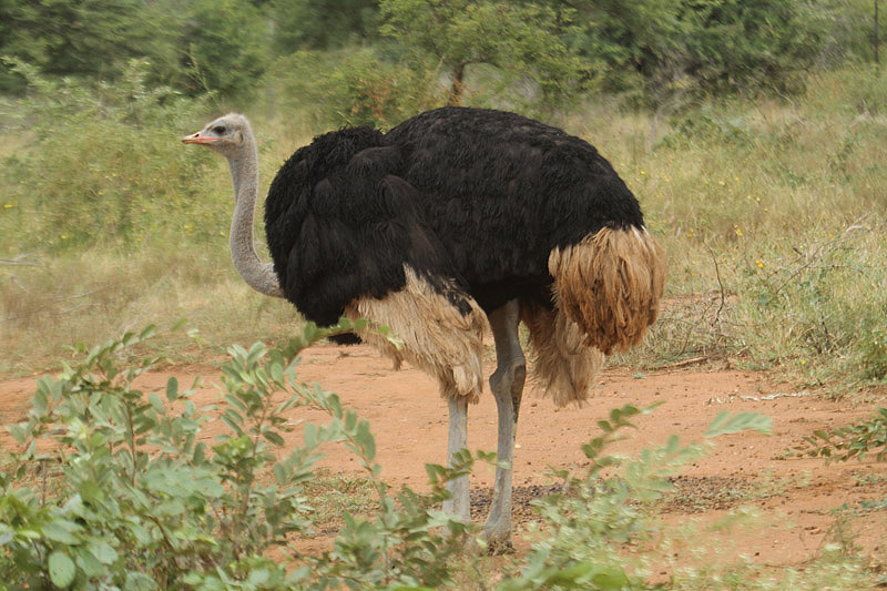 Ostrich by Mick Dryden