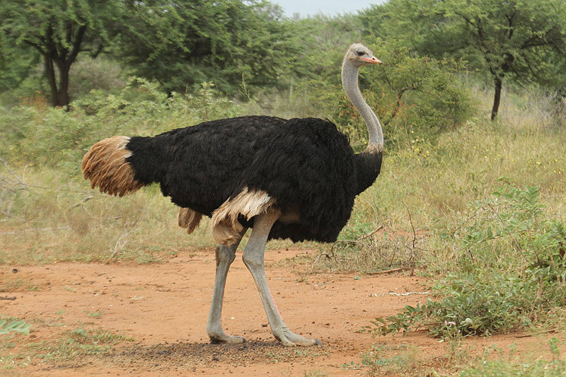 Ostrich by Mick Dryden