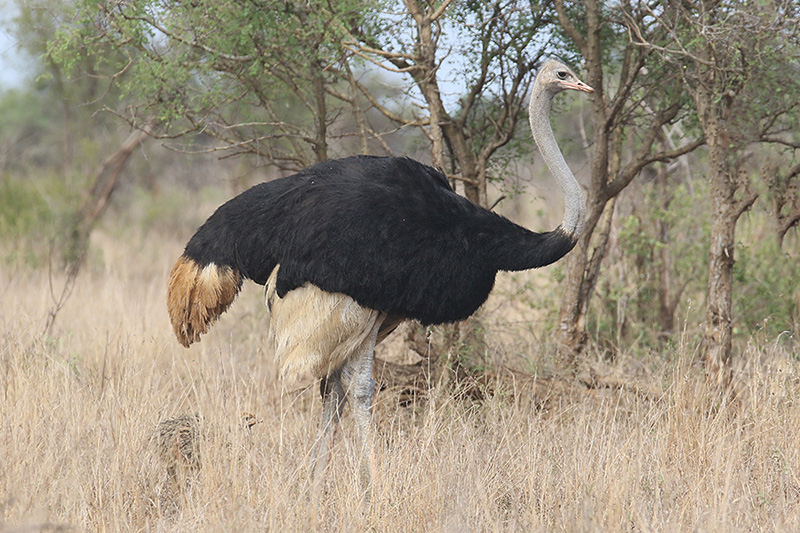 Ostrich by Mick Dryden