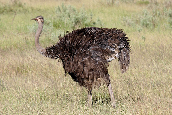 Ostrich by Mick Dryden