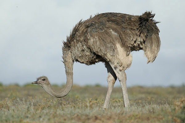 Ostrich by Mick Dryden