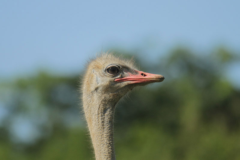 Ostrich by Mick Dryden