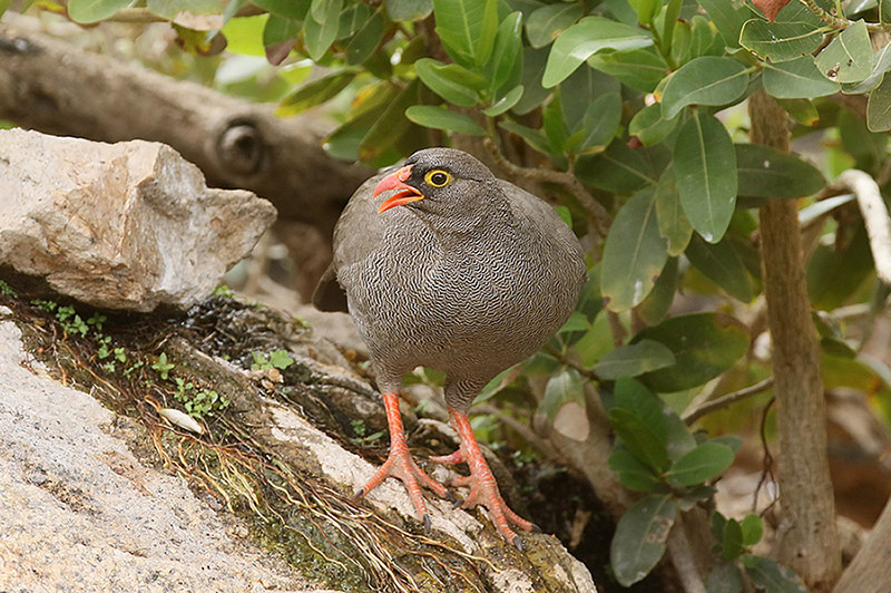 Red billed Spurfowl by Mick Dryden