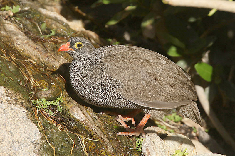 Red billed Spurfowl by Mick Dryden