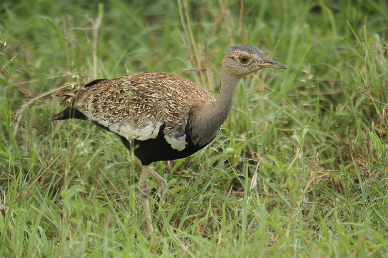 Red-crested Korhaan by Mick Dryden