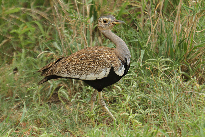 Red-crested Korhaan by Mick Dryden