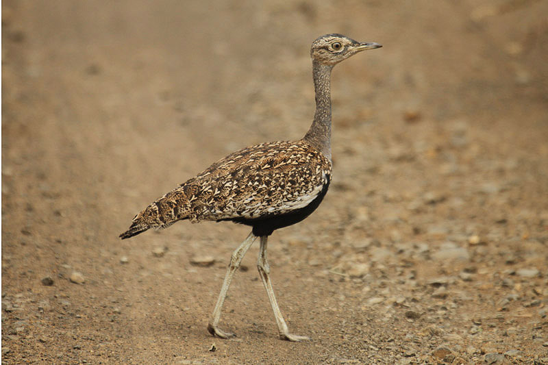 Red-crested Korhaan by Mick Dryden