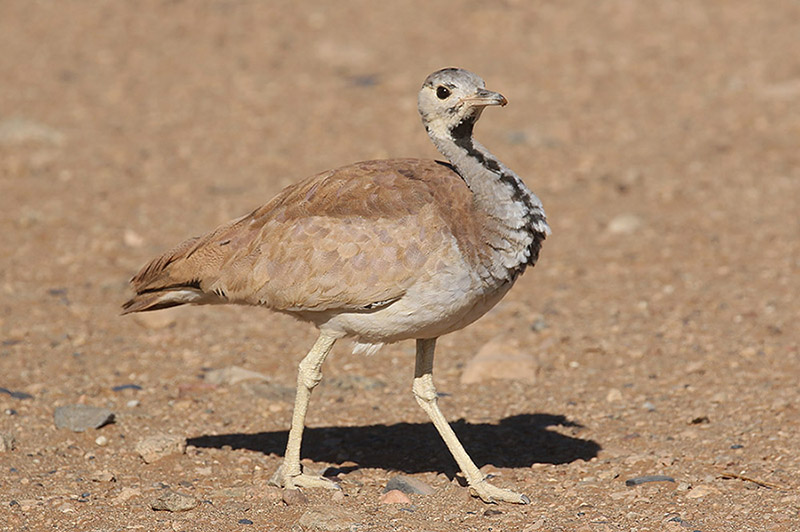 Ruppells Korhaan by Mick Dryden