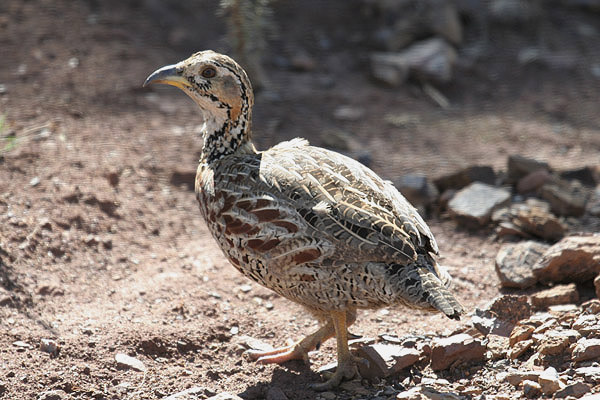 Shelley's Francolin by Mick Dryden