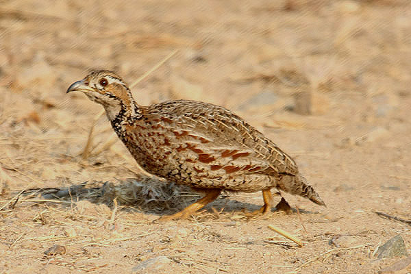 Shelley's Francolin by Mick Dryden