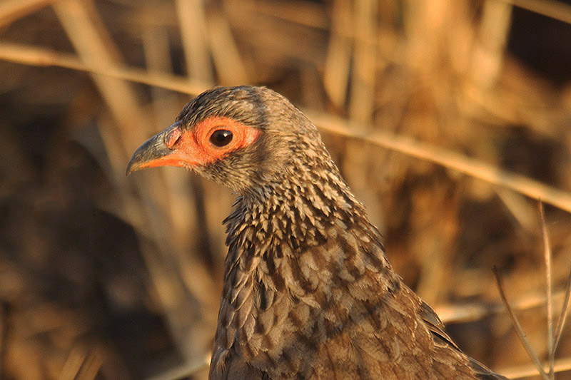 Swainson's Spurfowl by Mick Dryden