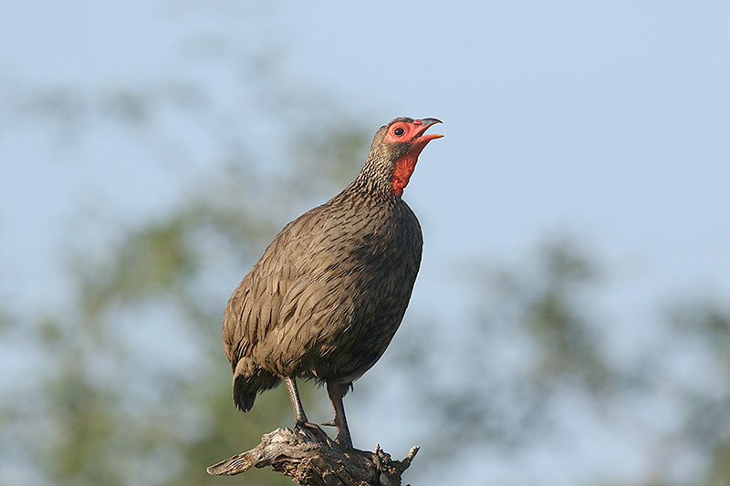 Swainsons Spurfowl by Mick Dryden