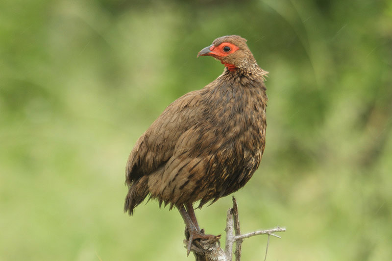 Swainson's Spurfowl by Mick Dryden