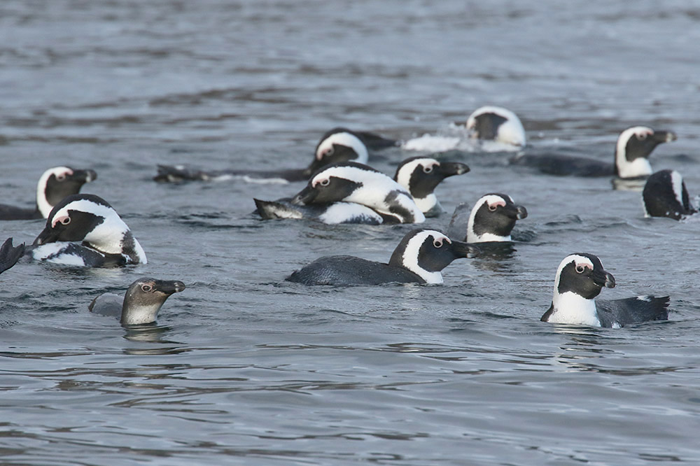 African Penguin by Mick Dryden