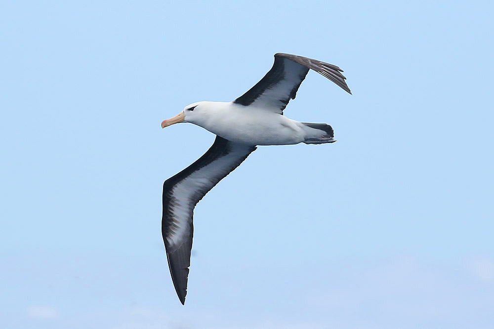 Black-browed Albatross by Mick Dryden