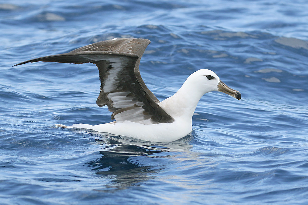 Black-browed Albatross by Mick Dryden