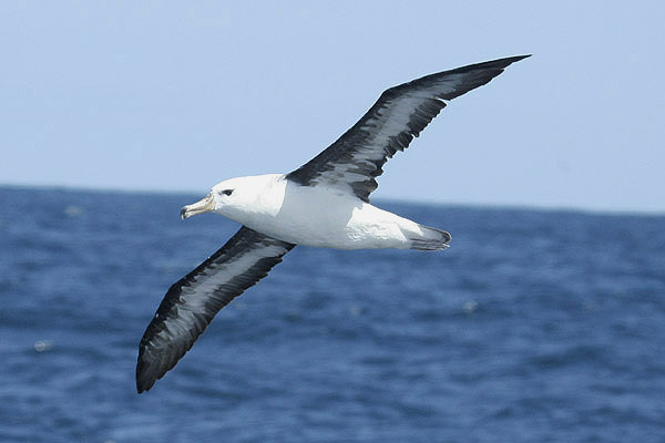 Black-browed Albatross by Mick Dryden