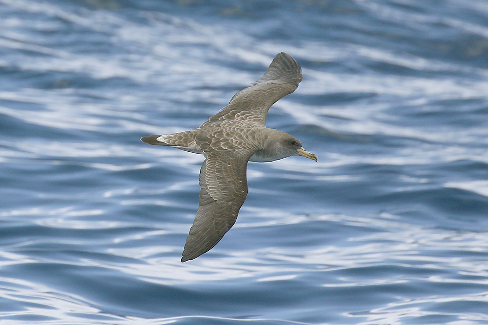 Corys Shearwater by Mick Dryden