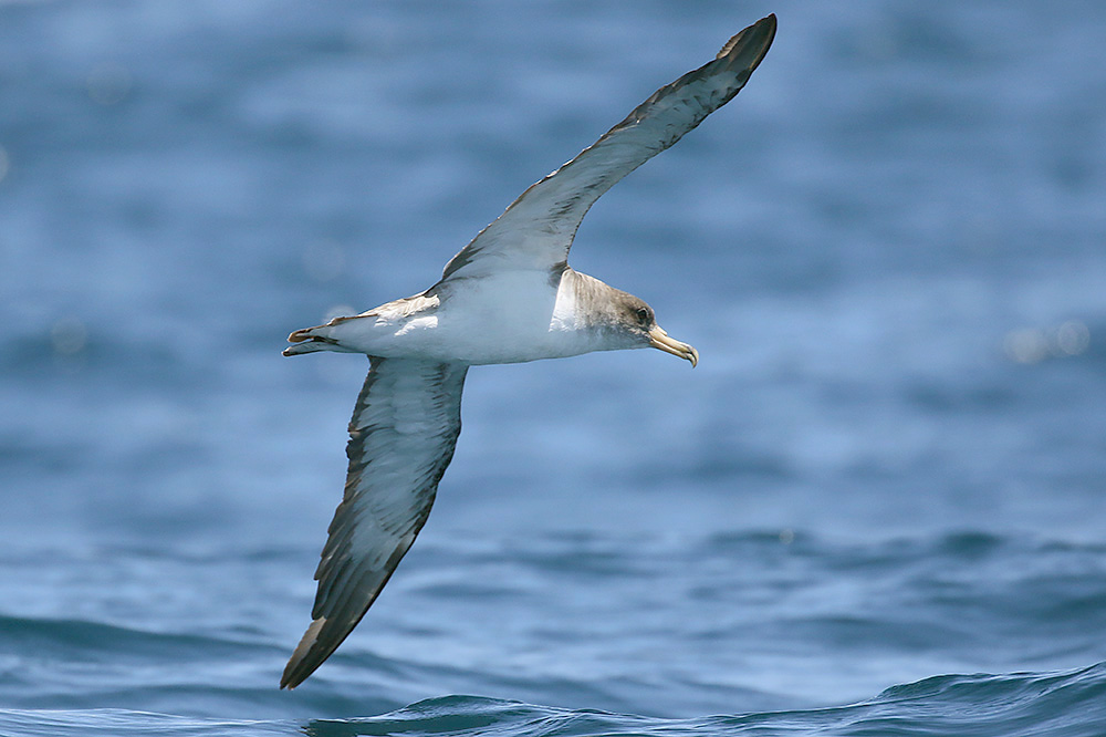 Corys Shearwater by Mick Dryden