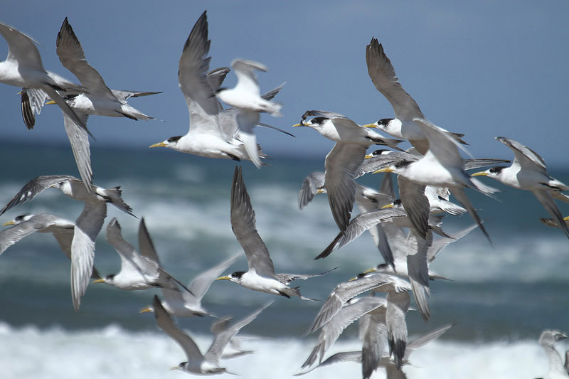 Crested Terns by Mick Dryden