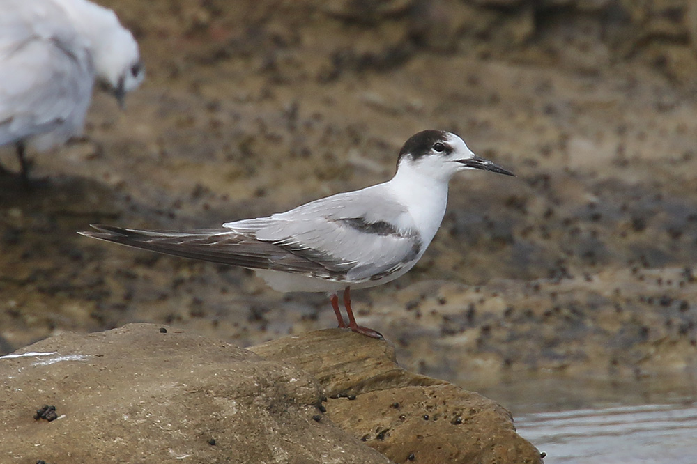 Common Tern by Mick Dryden