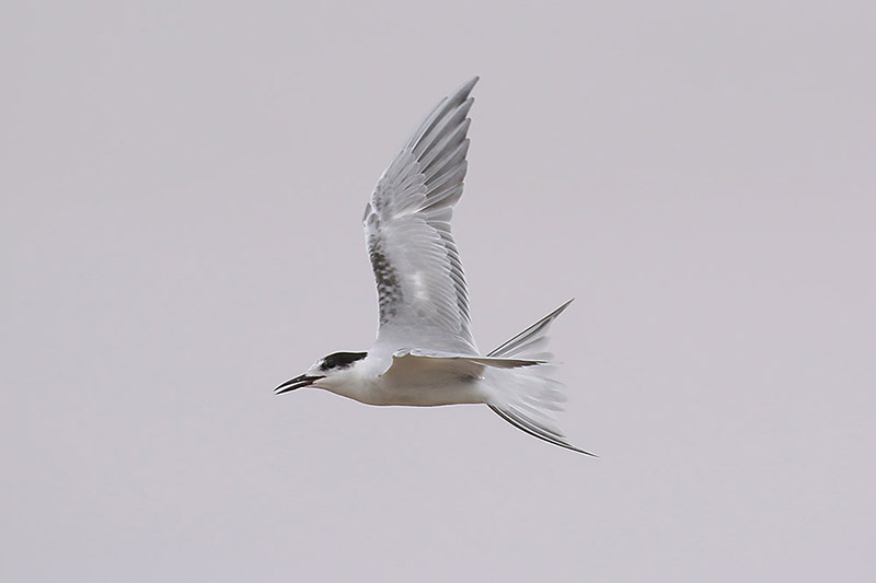 Common Tern by Mick Dryden