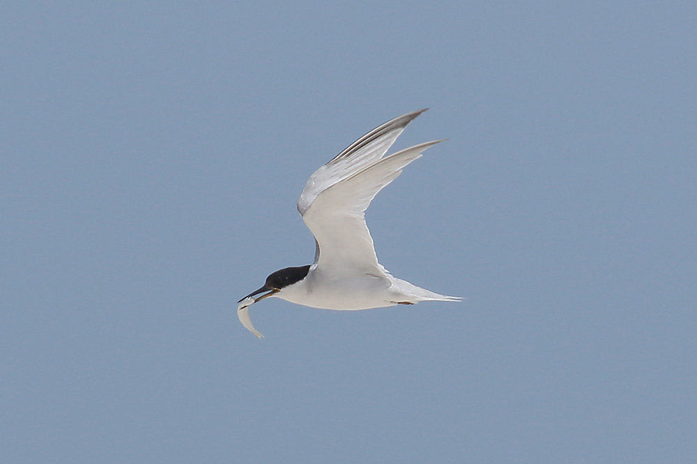 Damara Tern by Mick Dryden